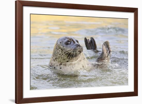 Adult Female Common - Harbour Seal (Phoca Vitulina) 'Sija' Waving a Flipper-Nick Upton-Framed Photographic Print