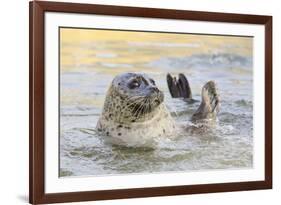 Adult Female Common - Harbour Seal (Phoca Vitulina) 'Sija' Waving a Flipper-Nick Upton-Framed Photographic Print