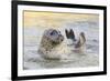 Adult Female Common - Harbour Seal (Phoca Vitulina) 'Sija' Waving a Flipper-Nick Upton-Framed Photographic Print