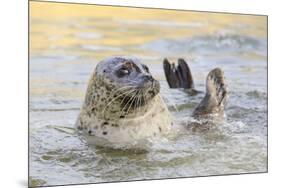 Adult Female Common - Harbour Seal (Phoca Vitulina) 'Sija' Waving a Flipper-Nick Upton-Mounted Photographic Print