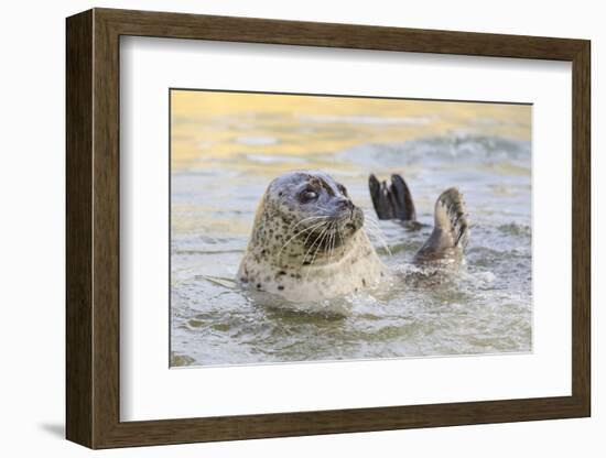 Adult Female Common - Harbour Seal (Phoca Vitulina) 'Sija' Waving a Flipper-Nick Upton-Framed Photographic Print