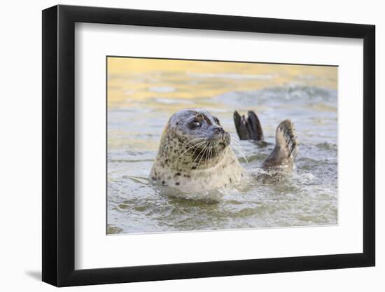 Adult Female Common - Harbour Seal (Phoca Vitulina) 'Sija' Waving a Flipper-Nick Upton-Framed Photographic Print