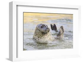 Adult Female Common - Harbour Seal (Phoca Vitulina) 'Sija' Waving a Flipper-Nick Upton-Framed Photographic Print