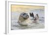 Adult Female Common - Harbour Seal (Phoca Vitulina) 'Sija' Waving a Flipper-Nick Upton-Framed Photographic Print