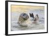 Adult Female Common - Harbour Seal (Phoca Vitulina) 'Sija' Waving a Flipper-Nick Upton-Framed Photographic Print