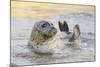 Adult Female Common - Harbour Seal (Phoca Vitulina) 'Sija' Waving a Flipper-Nick Upton-Mounted Photographic Print