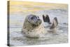 Adult Female Common - Harbour Seal (Phoca Vitulina) 'Sija' Waving a Flipper-Nick Upton-Stretched Canvas