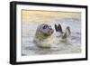 Adult Female Common - Harbour Seal (Phoca Vitulina) 'Sija' Waving a Flipper-Nick Upton-Framed Photographic Print