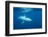 Adult Female Dwarf Minke Whale (Balaenoptera Acutorostrata) Underwater Near Ribbon 10 Reef-Michael Nolan-Framed Photographic Print