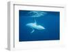 Adult Female Dwarf Minke Whale (Balaenoptera Acutorostrata) Underwater Near Ribbon 10 Reef-Michael Nolan-Framed Photographic Print