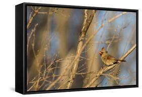 Adult Female Eastern Northern Cardinal in Defiance, Ohio, USA-Chuck Haney-Framed Stretched Canvas