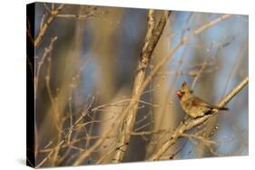 Adult Female Eastern Northern Cardinal in Defiance, Ohio, USA-Chuck Haney-Stretched Canvas