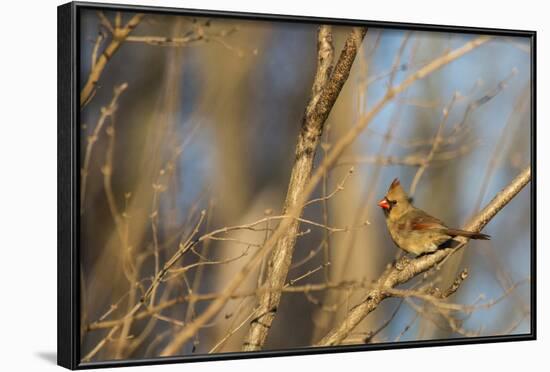 Adult Female Eastern Northern Cardinal in Defiance, Ohio, USA-Chuck Haney-Framed Photographic Print