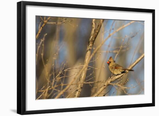 Adult Female Eastern Northern Cardinal in Defiance, Ohio, USA-Chuck Haney-Framed Photographic Print