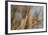 Adult Female Eastern Northern Cardinal in Defiance, Ohio, USA-Chuck Haney-Framed Photographic Print