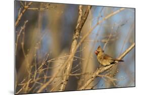 Adult Female Eastern Northern Cardinal in Defiance, Ohio, USA-Chuck Haney-Mounted Photographic Print