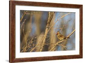 Adult Female Eastern Northern Cardinal in Defiance, Ohio, USA-Chuck Haney-Framed Photographic Print