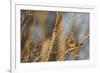 Adult Female Eastern Northern Cardinal in Defiance, Ohio, USA-Chuck Haney-Framed Photographic Print