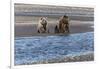 Adult female grizzly bear and cub fishing, Lake Clark National Park and Preserve, Alaska-Adam Jones-Framed Photographic Print