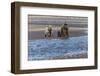 Adult female grizzly bear and cub fishing, Lake Clark National Park and Preserve, Alaska-Adam Jones-Framed Photographic Print