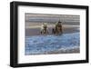 Adult female grizzly bear and cub fishing, Lake Clark National Park and Preserve, Alaska-Adam Jones-Framed Photographic Print