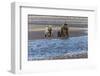 Adult female grizzly bear and cub fishing, Lake Clark National Park and Preserve, Alaska-Adam Jones-Framed Photographic Print