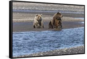 Adult female grizzly bear and cub fishing, Lake Clark National Park and Preserve, Alaska-Adam Jones-Framed Stretched Canvas