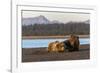 Adult female grizzly bear and cub sleeping together on beach, Lake Clark NP and Preserve, Alaska-Adam Jones-Framed Photographic Print