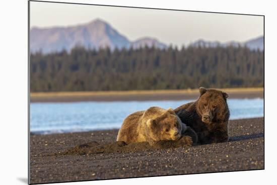 Adult female grizzly bear and cub sleeping together on beach, Lake Clark NP and Preserve, Alaska-Adam Jones-Mounted Photographic Print