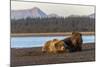 Adult female grizzly bear and cub sleeping together on beach, Lake Clark NP and Preserve, Alaska-Adam Jones-Mounted Photographic Print