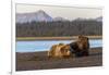 Adult female grizzly bear and cub sleeping together on beach, Lake Clark NP and Preserve, Alaska-Adam Jones-Framed Photographic Print