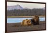 Adult female grizzly bear and cub sleeping together on beach, Lake Clark NP and Preserve, Alaska-Adam Jones-Framed Photographic Print