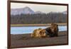 Adult female grizzly bear and cub sleeping together on beach, Lake Clark NP and Preserve, Alaska-Adam Jones-Framed Photographic Print