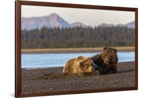 Adult female grizzly bear and cub sleeping together on beach, Lake Clark NP and Preserve, Alaska-Adam Jones-Framed Photographic Print