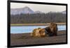 Adult female grizzly bear and cub sleeping together on beach, Lake Clark NP and Preserve, Alaska-Adam Jones-Framed Photographic Print