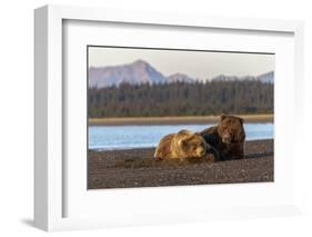 Adult female grizzly bear and cub sleeping together on beach, Lake Clark NP and Preserve, Alaska-Adam Jones-Framed Photographic Print