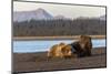 Adult female grizzly bear and cub sleeping together on beach, Lake Clark NP and Preserve, Alaska-Adam Jones-Mounted Photographic Print