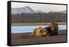 Adult female grizzly bear and cub sleeping together on beach, Lake Clark NP and Preserve, Alaska-Adam Jones-Framed Stretched Canvas