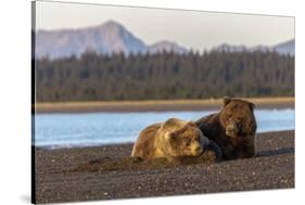 Adult female grizzly bear and cub sleeping together on beach, Lake Clark NP and Preserve, Alaska-Adam Jones-Stretched Canvas