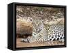 Adult female jaguar (Panthera onca), on the riverbank of Rio Tres Irmao, Mato Grosso, Pantanal-Michael Nolan-Framed Stretched Canvas