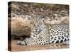Adult female jaguar (Panthera onca), on the riverbank of Rio Tres Irmao, Mato Grosso, Pantanal-Michael Nolan-Stretched Canvas