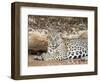 Adult female jaguar (Panthera onca), on the riverbank of Rio Tres Irmao, Mato Grosso, Pantanal-Michael Nolan-Framed Photographic Print