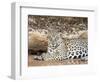 Adult female jaguar (Panthera onca), on the riverbank of Rio Tres Irmao, Mato Grosso, Pantanal-Michael Nolan-Framed Photographic Print