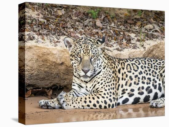 Adult female jaguar (Panthera onca), on the riverbank of Rio Tres Irmao, Mato Grosso, Pantanal-Michael Nolan-Stretched Canvas