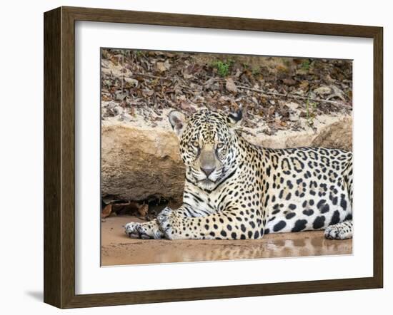 Adult female jaguar (Panthera onca), on the riverbank of Rio Tres Irmao, Mato Grosso, Pantanal-Michael Nolan-Framed Photographic Print