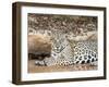 Adult female jaguar (Panthera onca), on the riverbank of Rio Tres Irmao, Mato Grosso, Pantanal-Michael Nolan-Framed Photographic Print