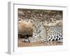 Adult female jaguar (Panthera onca), on the riverbank of Rio Tres Irmao, Mato Grosso, Pantanal-Michael Nolan-Framed Photographic Print