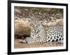 Adult female jaguar (Panthera onca), on the riverbank of Rio Tres Irmao, Mato Grosso, Pantanal-Michael Nolan-Framed Photographic Print