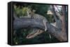 Adult Female Leopard Lying in Tree-Paul Souders-Framed Stretched Canvas