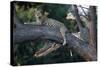 Adult Female Leopard Lying in Tree-Paul Souders-Stretched Canvas